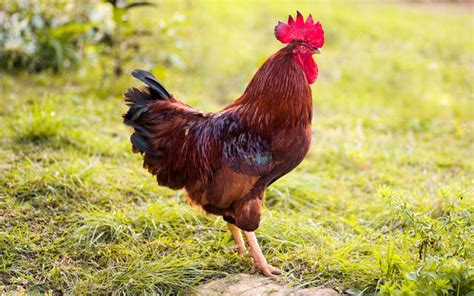 Rhode Island Red Chicken - Breed Profile & Facts - LearnPoultry