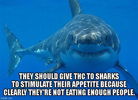 great white shark Memes & GIFs - Imgflip