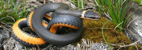 Northern Ringneck Snake