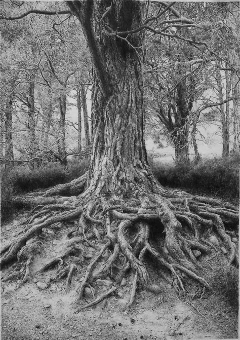 Tree drawing by absolutemadman on DeviantArt