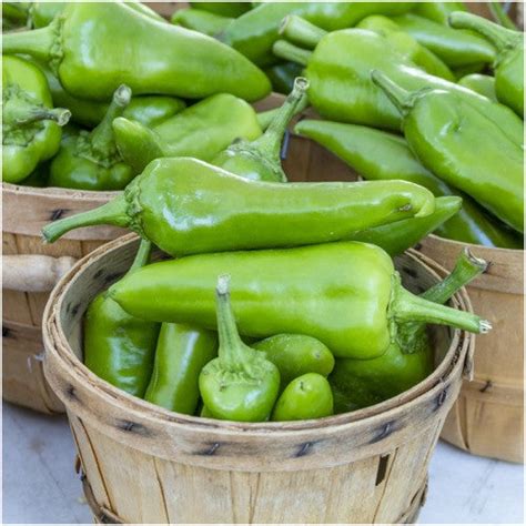 Anaheim Chili Pepper Seeds (Capsicum annuum) - Seed Needs – Seed Needs LLC