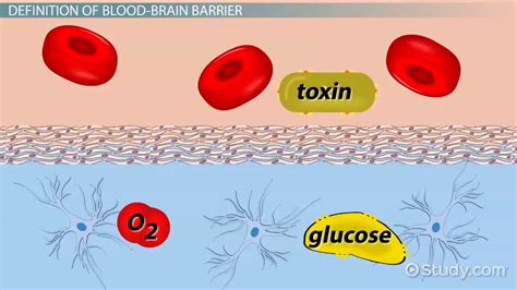 Blood-Brain Barrier | Definition, Function & Structure - Lesson | Study.com