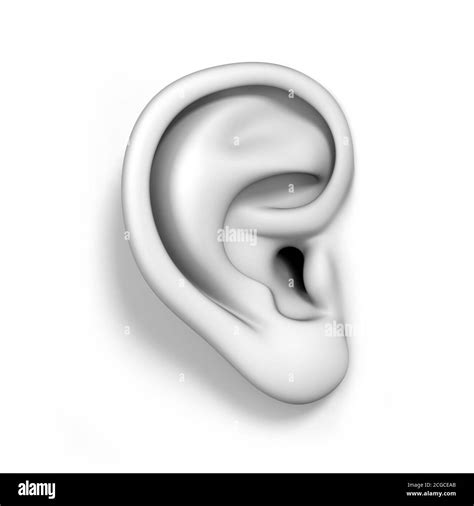 human ear isolated on white background 3d rendering Stock Photo - Alamy