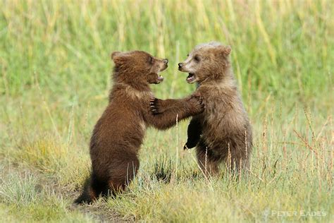 Brown Bear Cubs Playing | Peter Eades Wildlife Photography