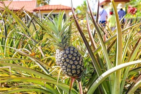 Pineapple History in Hawaii & Europe | Info & Varieties