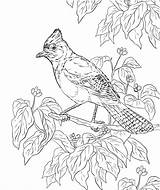 Disegni Di Ghiandaia Uccelli Da Colorare  ColorareCom sketch template