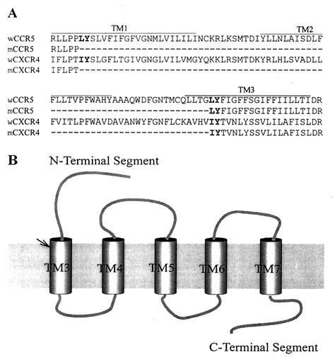 Five-transmembrane domains appear sufficient for a G protein-coupled ...