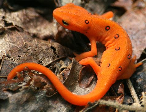 Real Monstrosities: Eastern Newt