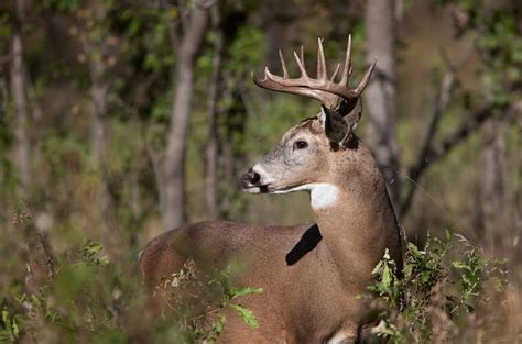 The Wildlife of Jasper National Park - Animals Network