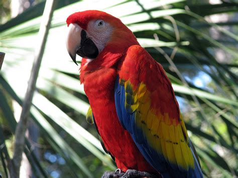 Macaws: List of Types, Facts, Care as Pets, Pictures
