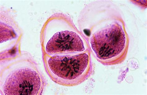 meiosis | Definition, Process, & Diagram | Britannica