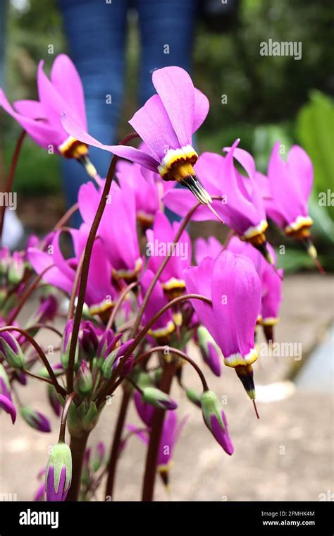 Dodecatheon meadia ‘Queen Victoria’ shooting star – lilac rose dart-like flowers with white ...