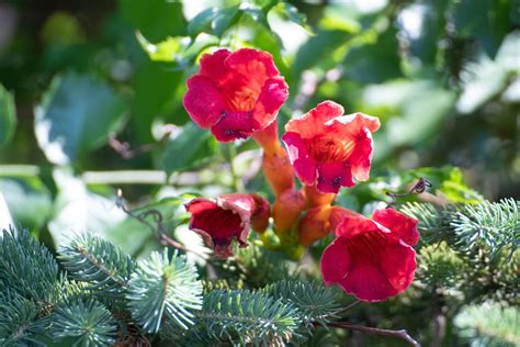 red flower in summer Free Photo Download | FreeImages