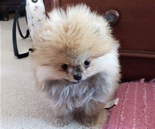Pomeranian Size | Pet Pom Information Center