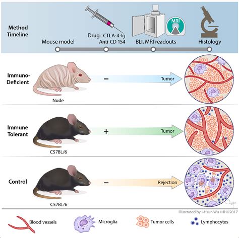 Figure 4 from An immunocompetent mouse model of human glioblastoma | Semantic Scholar