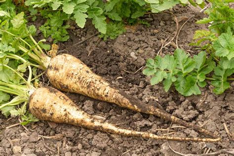 How to Grow Parsnips From Seed | Gardener’s Path