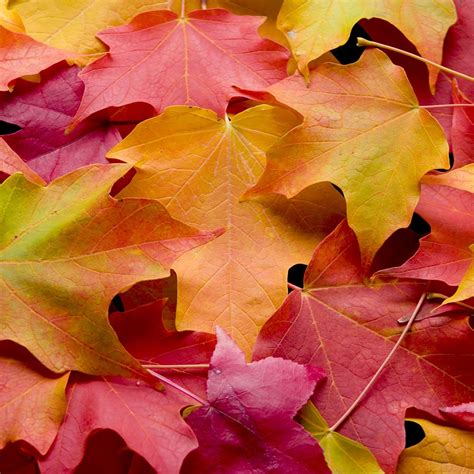 What to do with Fallen Autumn Leaves | Elite Tree Care