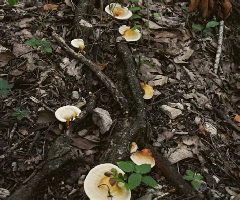 Reishi Mushroom Identification and Foraging Guide | tacticalusa.net