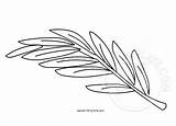 Palm Branch Coloring Sheet sketch template