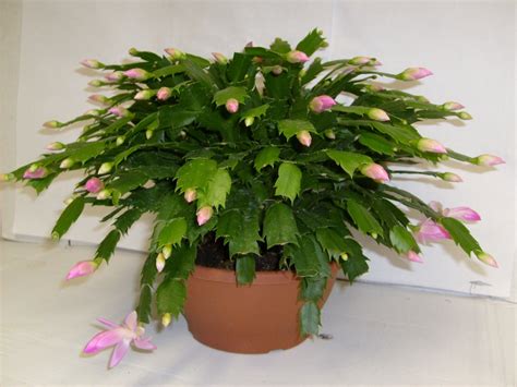Christmas Cactus: The Beautiful Without Thorns – InspirationSeek.com