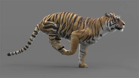 3D Tiger Animated model — Missset