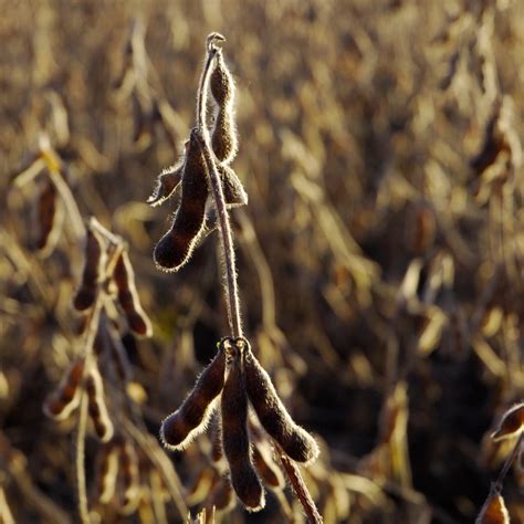 What’s new in soybean varieties for Eastern Canada in 2017? - Country Guide