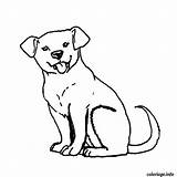 Colorear Colorare Chiot Mascotas Malvorlagen Perrito Stampare Cucciolo  sketch template