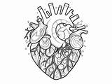 Heart Anatomy Coloring Page  sketch template