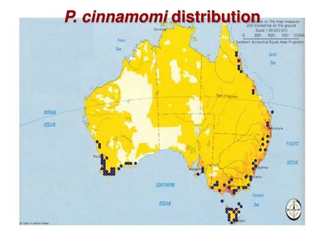 PPT - Three Clonal Lineages of Phytophthora cinnamomi in Australia ...