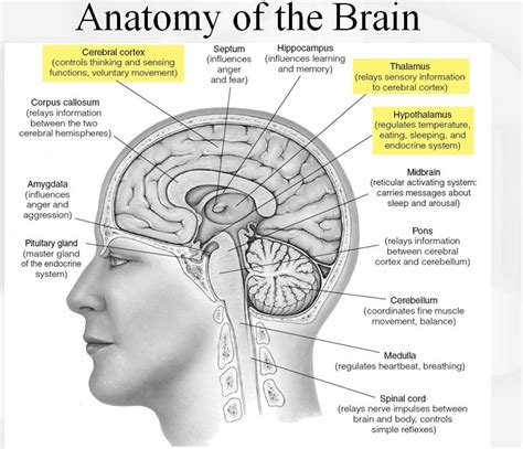 Brain Anatomy And Function, Student Info, Brain Facts, Brain Science, Science Biology, Life ...