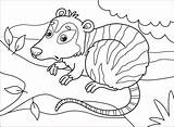Opossum coloring Page  Free Printable Coloring Pages sketch template