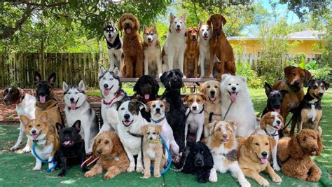 This Dog Daycare Center Manages The Impossible by Taking Perfect Group Dog Photos