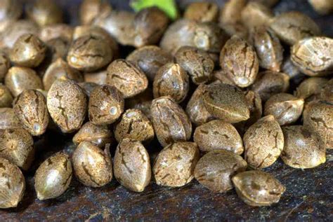 The Beginner’s Guide to Cannabis Seed Germination: Methods for Success – College Station Chinese ...