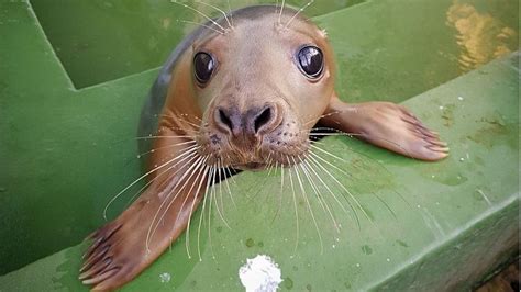 Are Seals Dogs Or Cats