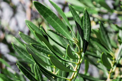 Fruitless Olive Tree: Plant Care & Growing Guide