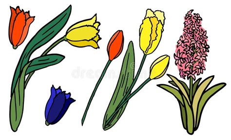 Hyacinth and Tulip on White Isolated Backdrop Stock Vector Illustration Stock Vector ...