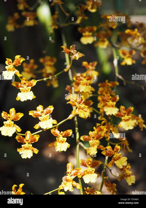 Australian native orchids hi-res stock photography and images - Alamy