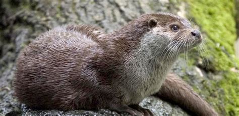 Eurasian Otter