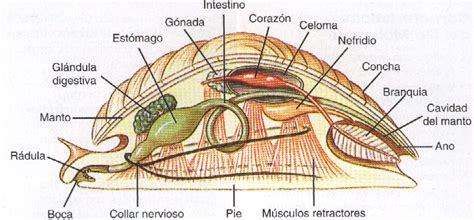 Los moluscos: Morfología de los moluscos