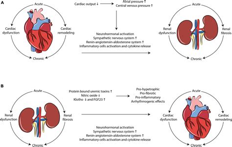 Frontiers | Toward Human Models of Cardiorenal Syndrome in vitro