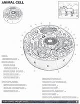 askabiologist asu Edu Activities Coloring Animal Cell  BubaKidscom sketch template
