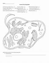 Cell Membrane Coloring Worksheet Pages sketch template