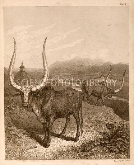 Sanga cattle - Alchetron, The Free Social Encyclopedia