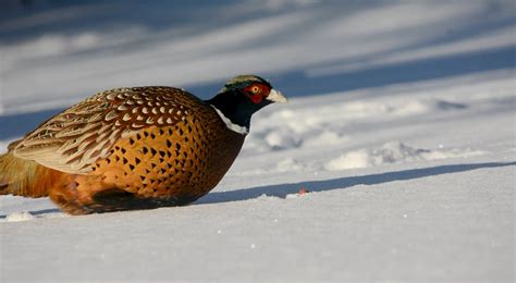 Youth hunters show off their skills in Pheasant hunt