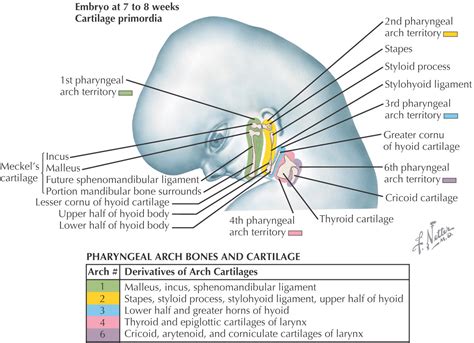 1: Development of the Head and Neck | Pocket Dentistry