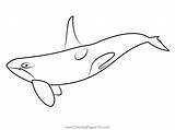 Printable Orca Whale sketch template