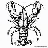 Lobster Coloring Pages  Free & Printable sketch template