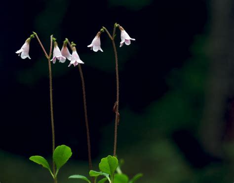 The Linnea flower | Flowers, Flower images, My flower