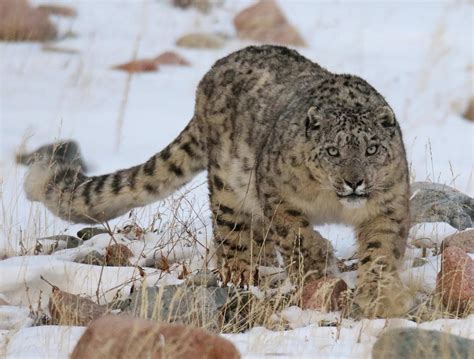 Snow Leopard Photography Tour went successful | Wildlife Tours Mongolia