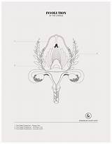 Twins In Womb  Designs By Duvet Days Anatomy Illustrations Day sketch template